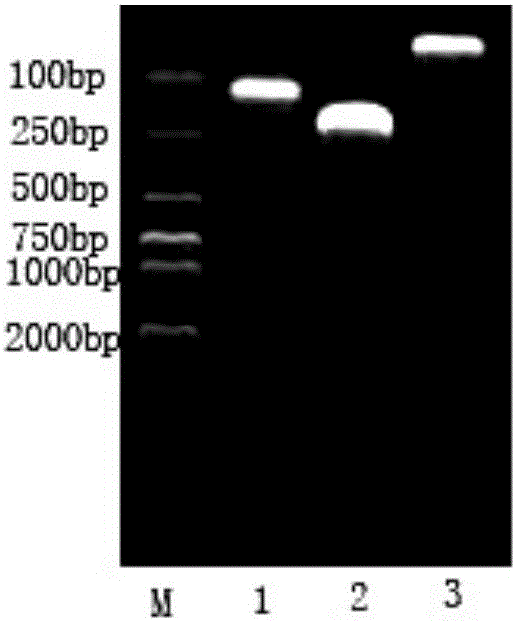 Viral hemorrhagic septicemia virus detection kit based on pyrosequencing