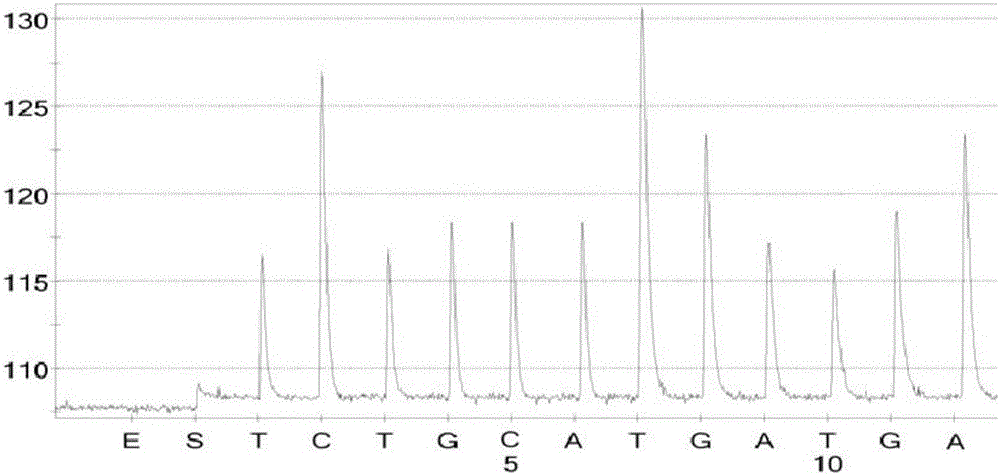 Viral hemorrhagic septicemia virus detection kit based on pyrosequencing