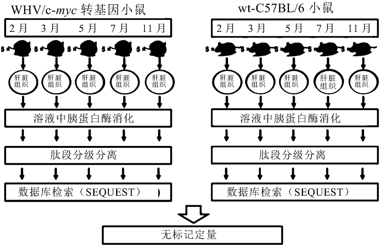 Application of taking EPS8L2 as biomarker for indicating intrahepatic nodule and pre-warning liver cancer at early stage