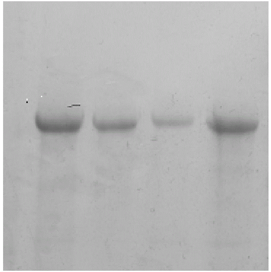 Method for preparing laccase-containing fermentation broth by pycnoporus sanguineus