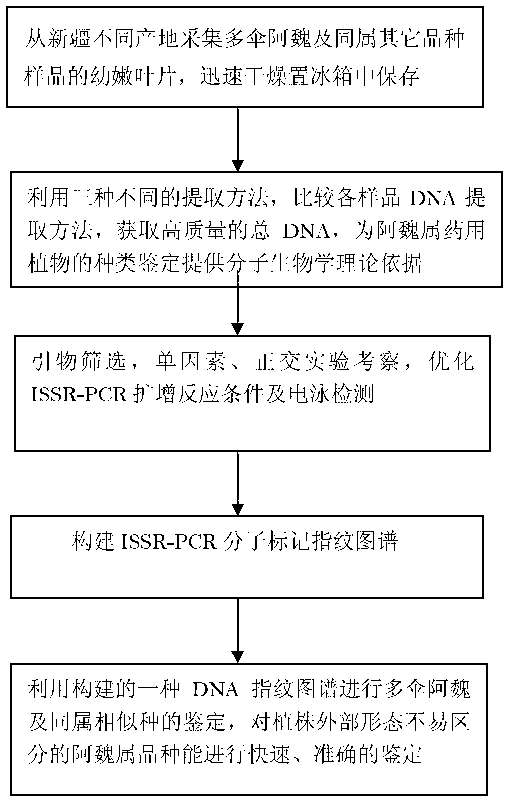 Molecular fingerprint identification method of ferula ferulaeoides and congeneric sibling species