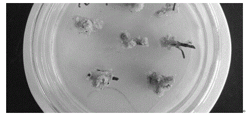 Taxus chinensis cell strain with high-yield paclitaxel characteristic and application of taxus chinensis cell strain