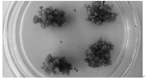 Taxus chinensis cell strain with high-yield paclitaxel characteristic and application of taxus chinensis cell strain