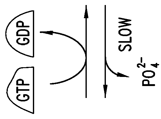 Covalent inhibitors of Kras G12C