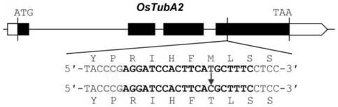 Construction method of wheat resisting dinitroaniline herbicide