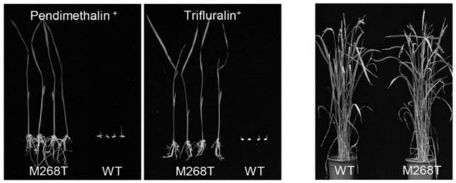 Construction method of wheat resisting dinitroaniline herbicide