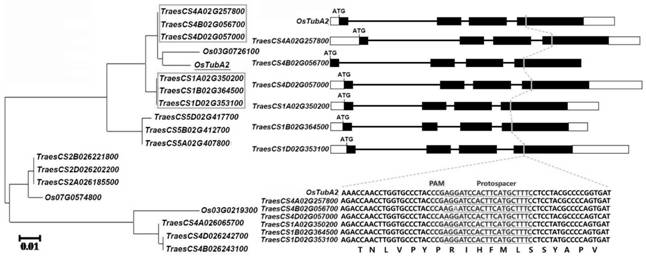 Construction method of wheat resisting dinitroaniline herbicide