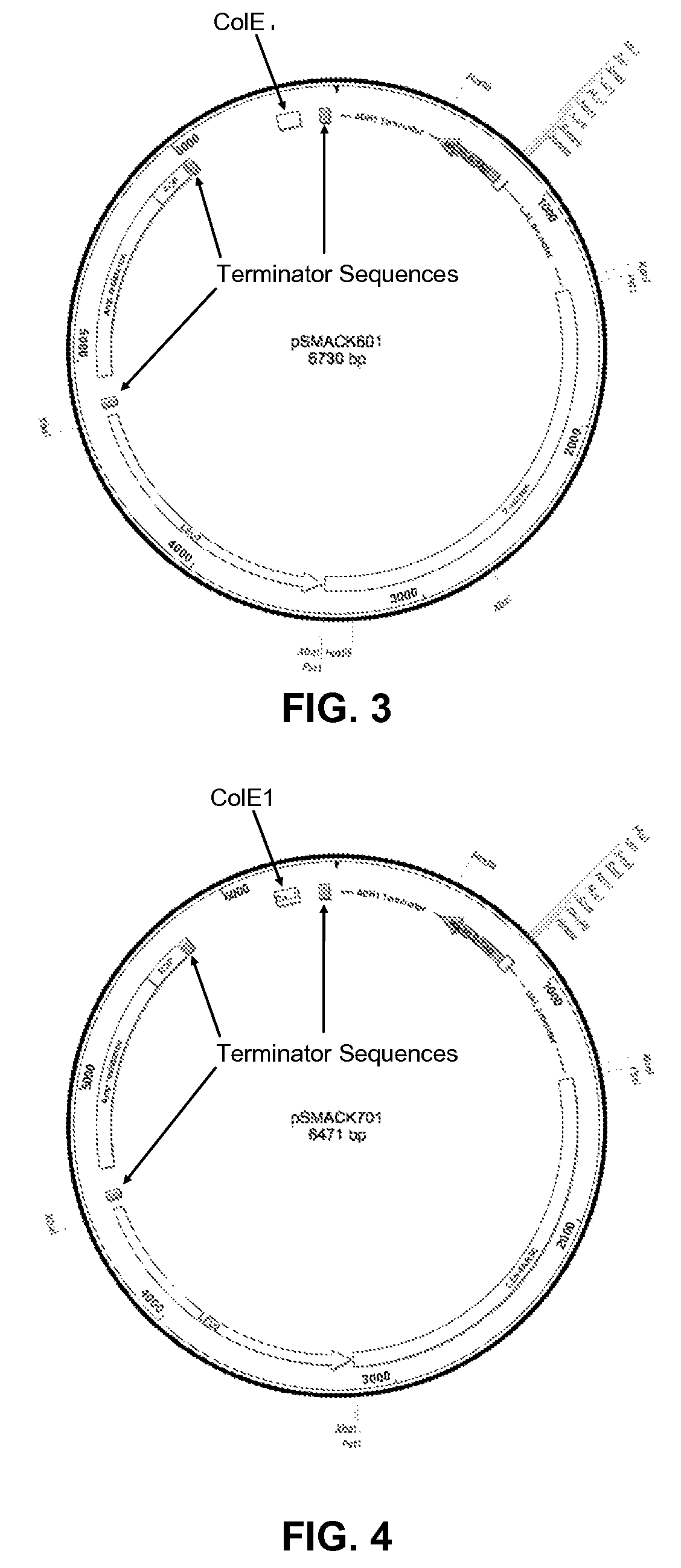 System for pulling out regulatory elements using yeast