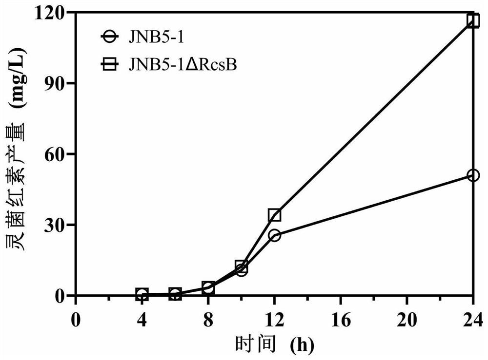 Gene-rcsB-deficient recombinant Serratia marcescens and application thereof