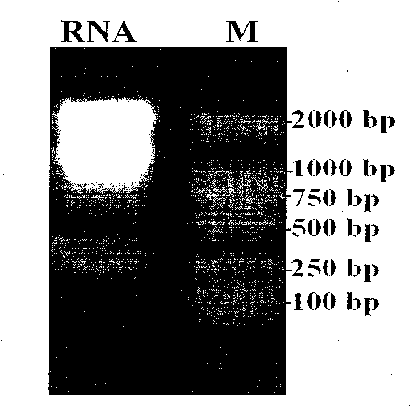 Stress resistance ERF transcription factor gene derived from Brassica napus