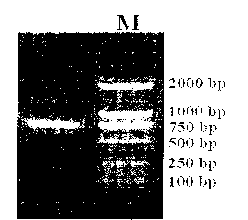 Stress resistance ERF transcription factor gene derived from Brassica napus