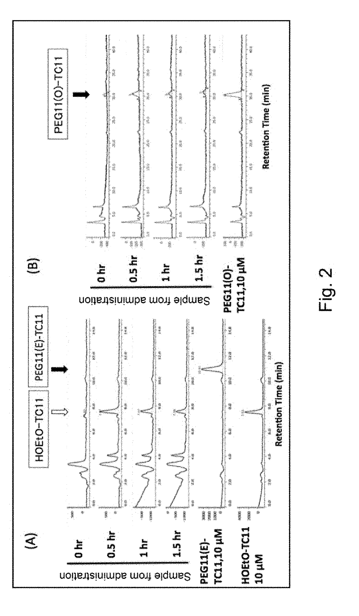 Modified phenylphthalimide and pharmaceutical composition having same as active ingredient