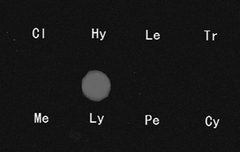 Molecular marker, primers and probes for identification of lotus leaf pleura