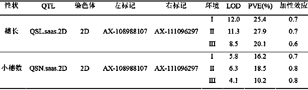 Major QTL (Quantitative Trait Loci) capable of influencing wheat ear length and application thereof