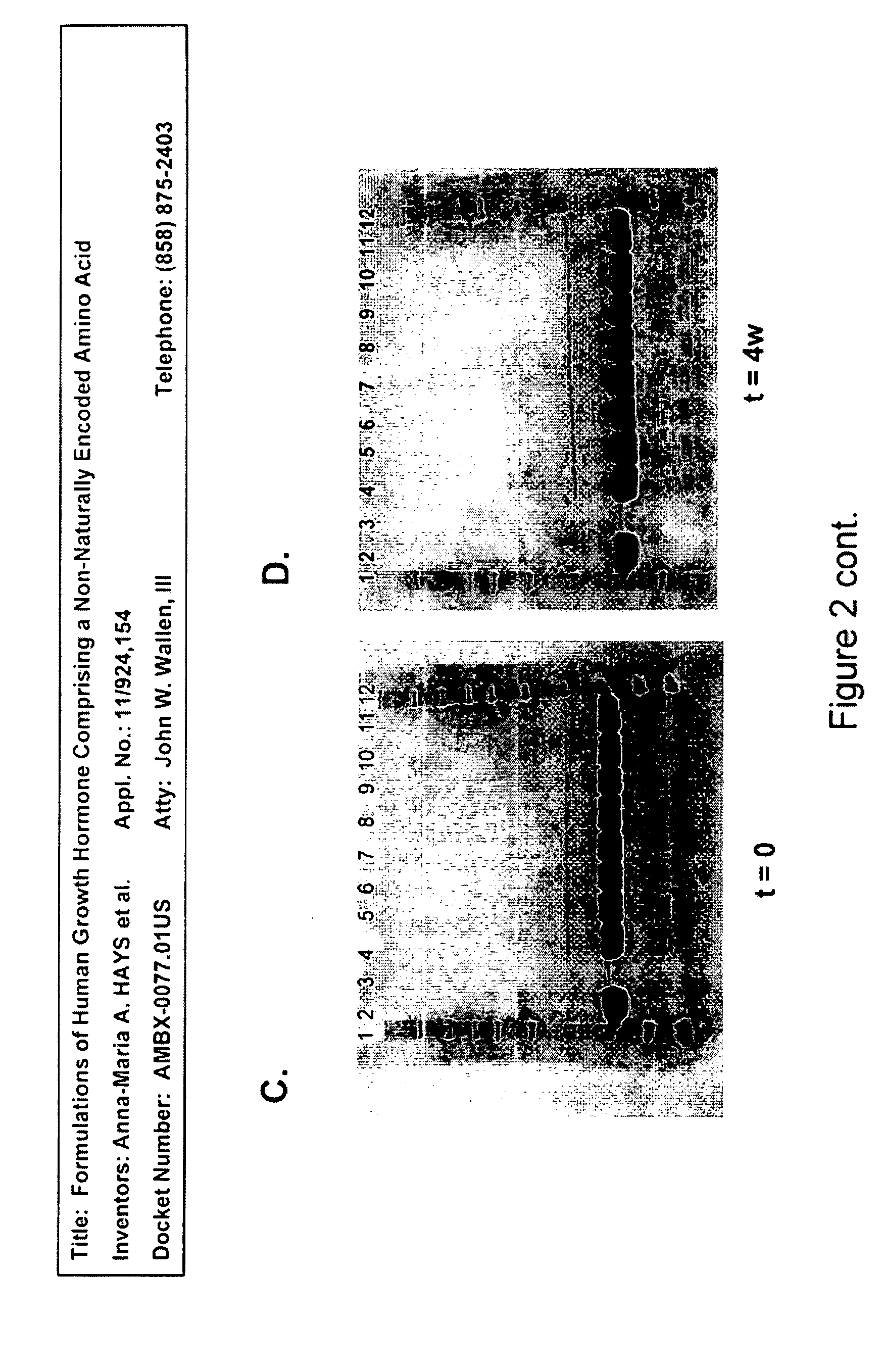 Formulations of Human Growth Hormone Comprising a Non-Naturally Encoded Amino Acid