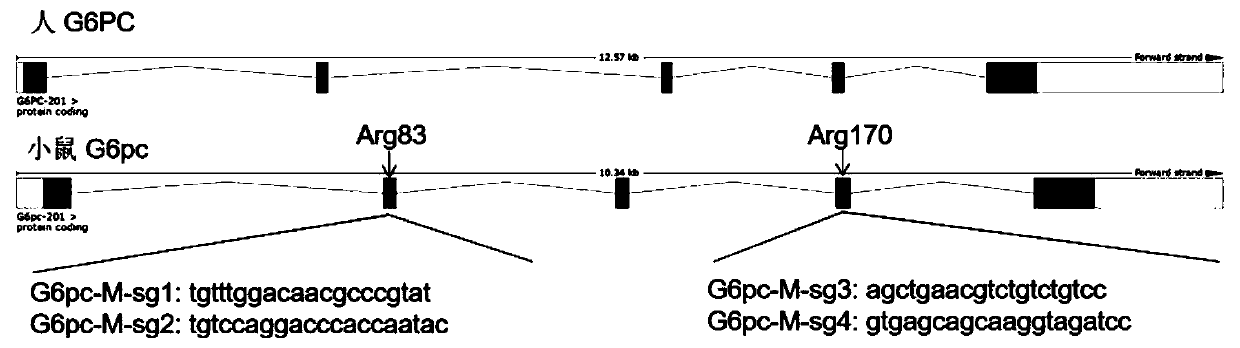 SgRNA targeting sequence specifically targeting mouse G6pc gene and application thereof