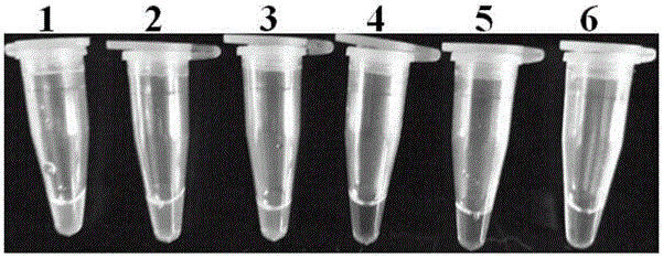 Primers and method for detecting alfalfa root rot fungi by virtue of loop-mediated isothermal amplification