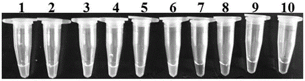 Primers and method for detecting alfalfa root rot fungi by virtue of loop-mediated isothermal amplification