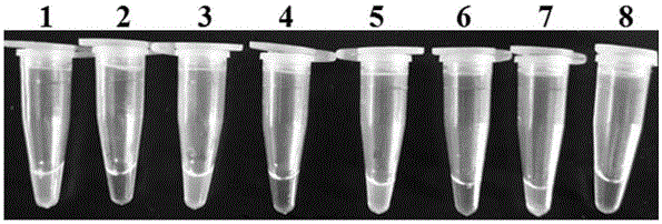 Primers and method for detecting alfalfa root rot fungi by virtue of loop-mediated isothermal amplification