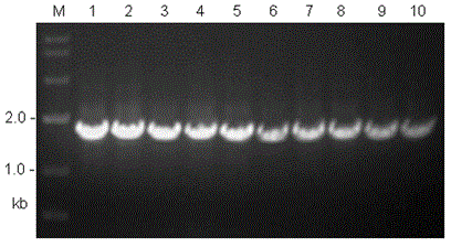 Spider mitochondria COIII gene complete sequence amplification primer and identification method thereof