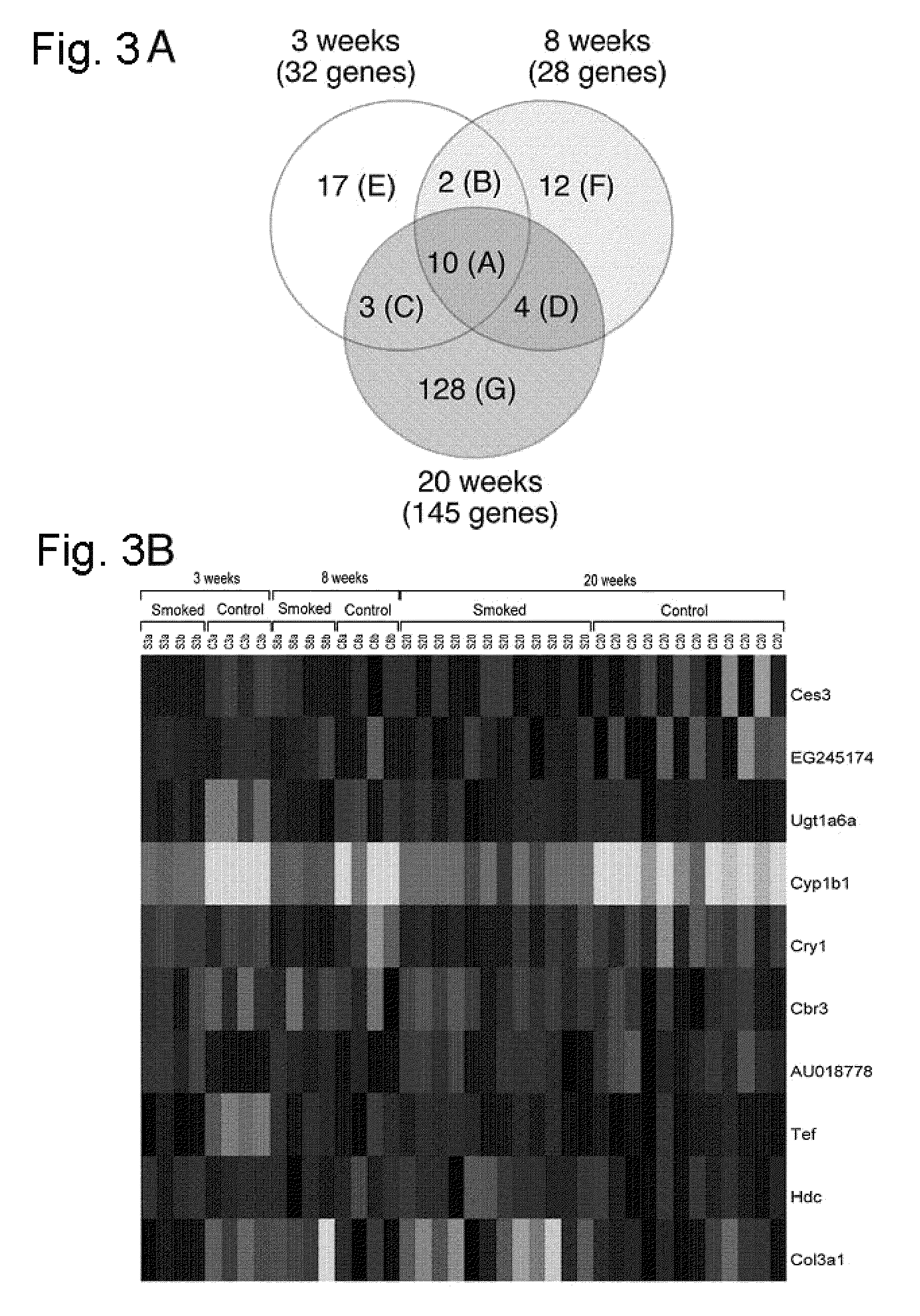 Targeting of CYP1B1 in the treatment of head and neck cancer and lung cancer