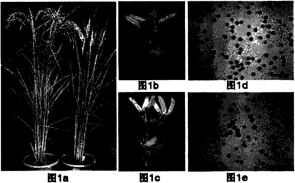 Application of rice OsRPA1a gene in fertility control