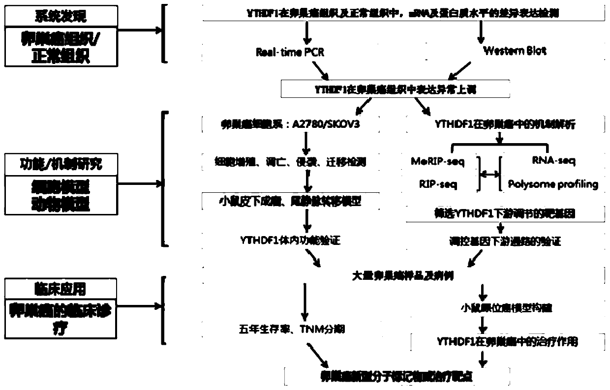 Method for studying function and mechanism of m6A reader YTHDF1 in ovarian cancer