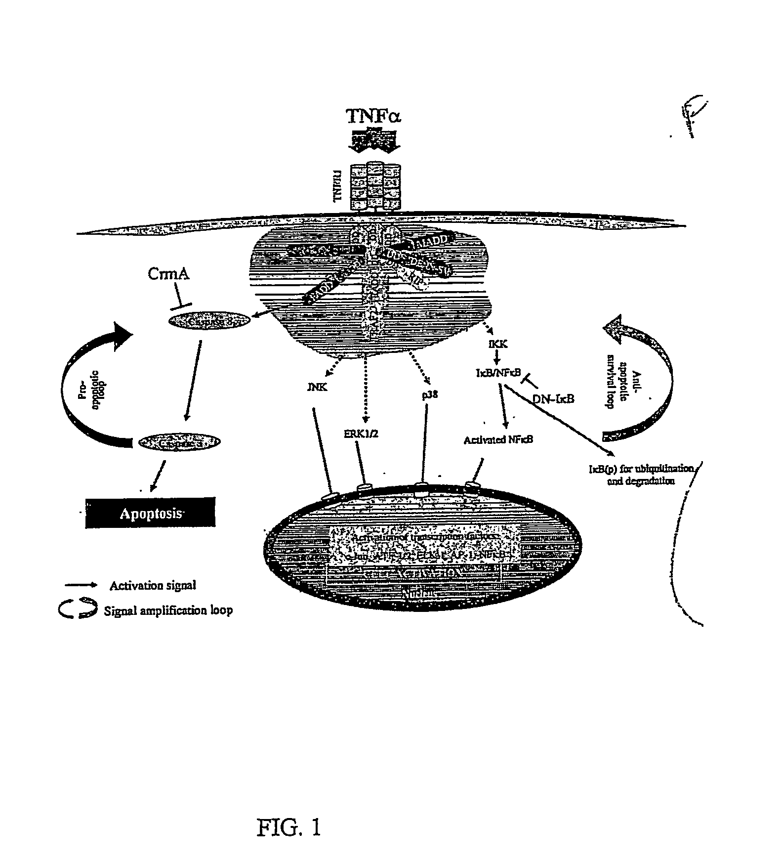 Methods and Compositions of Ig20 and Denn-Sv Splice Variants