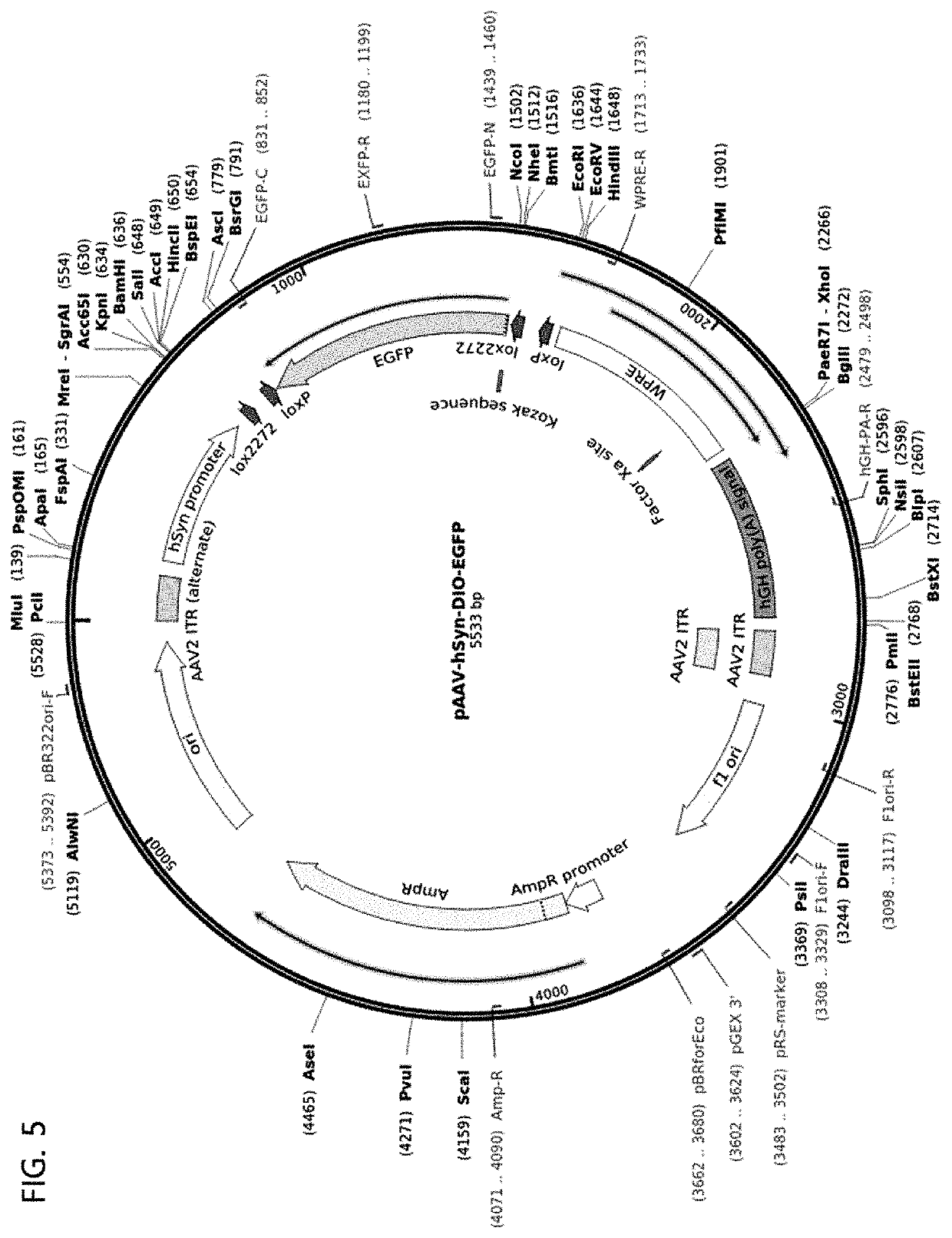 Pharmaceutical composition for the prevention or treatment of nicotine addiction and withdrawal symptoms including miRNA