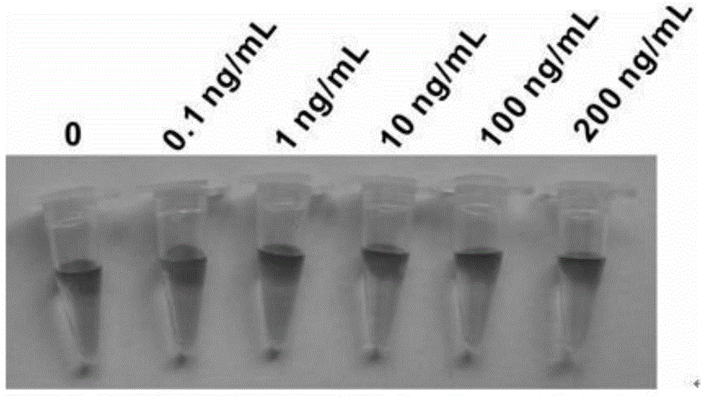 Label-free visualization detection method and label-free visualization detection kit of aflatoxin B1