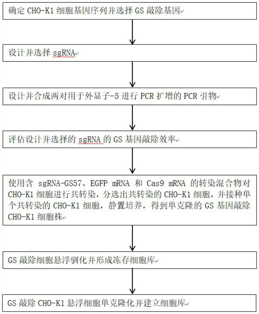 Construction method of GS gene-knockout CHO-K1 cell strain and suspension cell monocloning