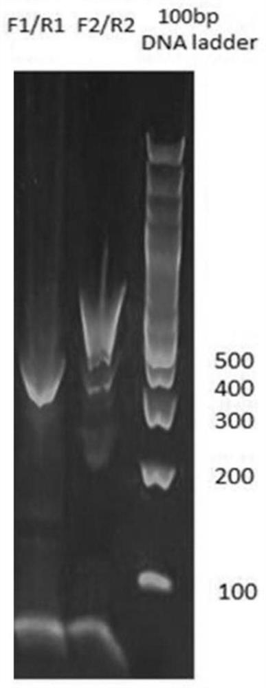 Construction method of GS gene-knockout CHO-K1 cell strain and suspension cell monocloning