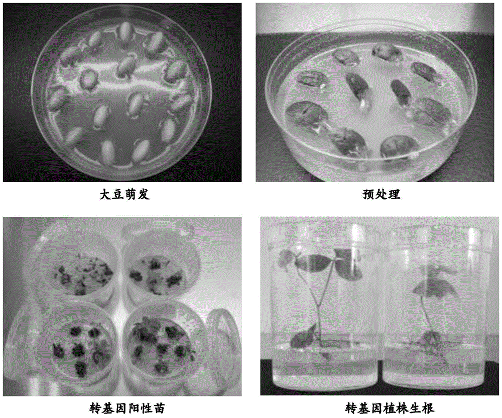 Methods of Transforming Soybeans