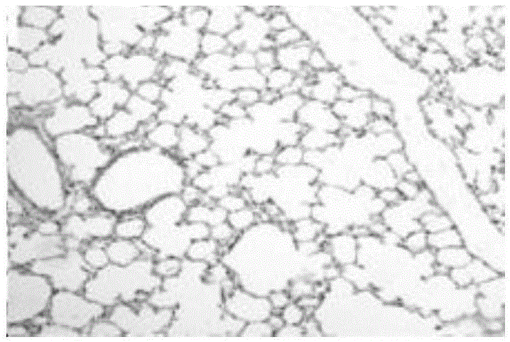 Establishment of mouse tuberculosis natural dormant infection model preparation and drug evaluation methods