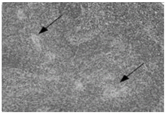 Establishment of mouse tuberculosis natural dormant infection model preparation and drug evaluation methods