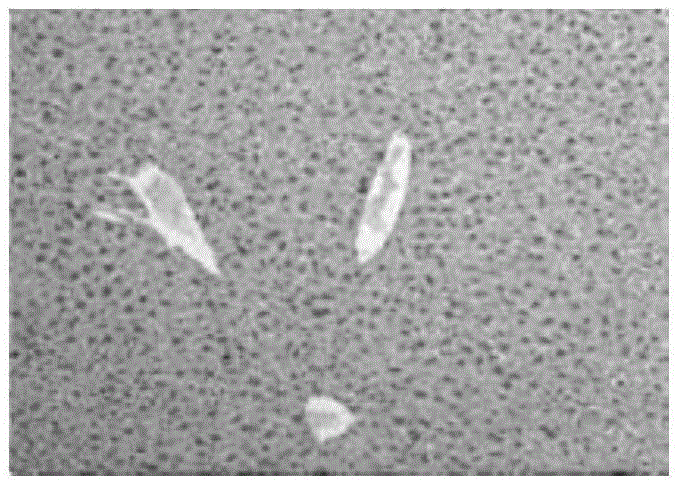 Establishment of mouse tuberculosis natural dormant infection model preparation and drug evaluation methods