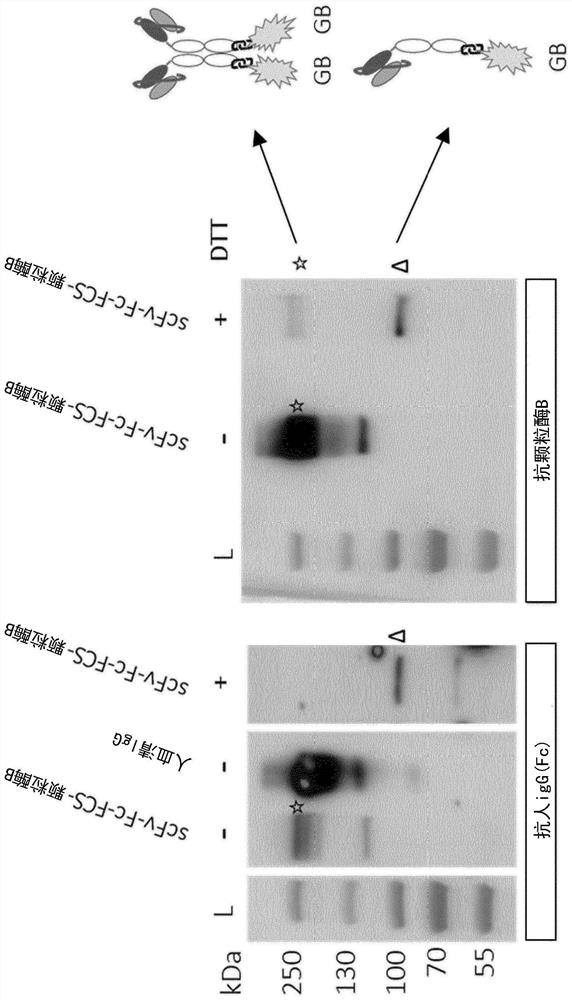 Method of producing a binder-toxin fusion protein in a plant cell or a whole plant