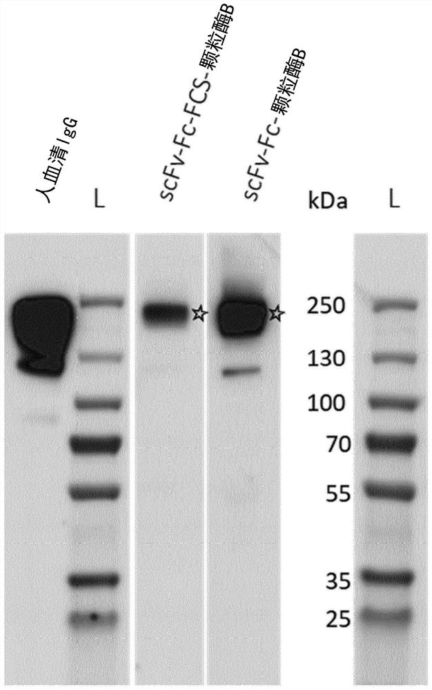 Method of producing a binder-toxin fusion protein in a plant cell or a whole plant