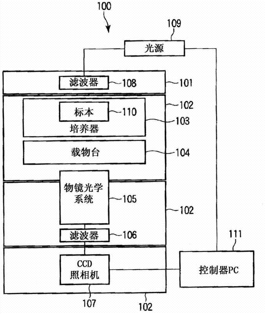 Method for monitoring state of differentiation in stem cells