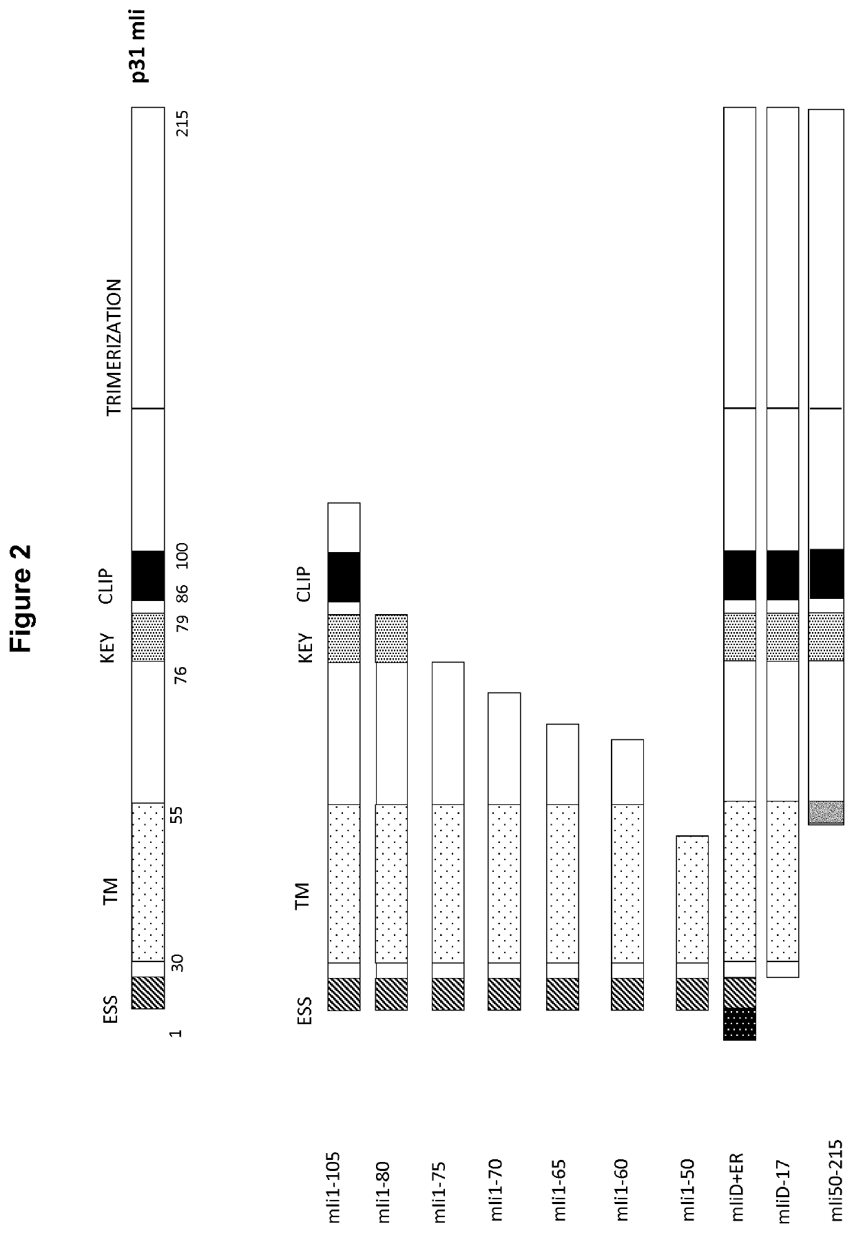 Fusion peptides with antigens linked to short fragments of invariant chain(CD74)