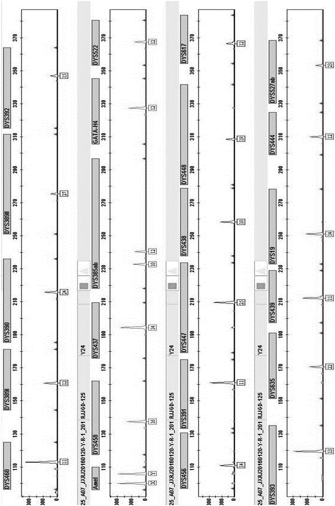 Method and system for Y-STR typing of individual man