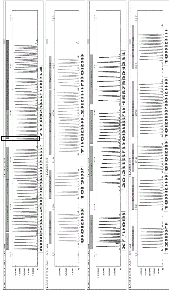 Method and system for Y-STR typing of individual man