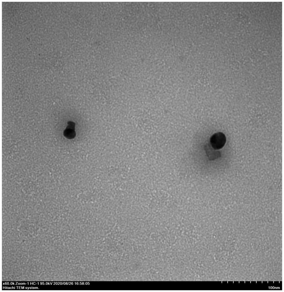 Method for preparing functional coating containing nano-silver antibacterial peptide on metal surface