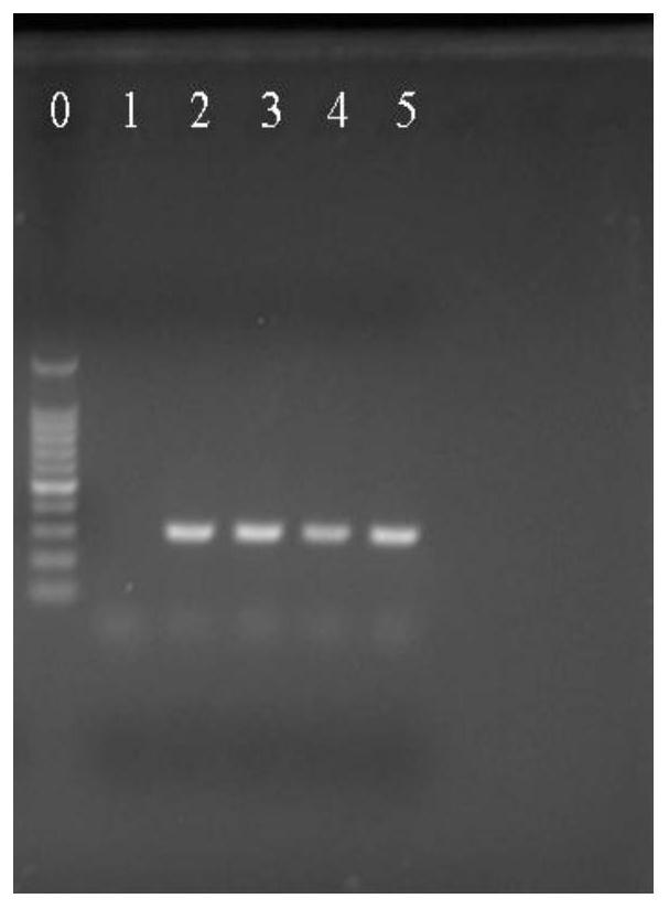 Molecular marker, detection primer and detection method for identifying lactobacillus plantarum and lactobacillus pentosus