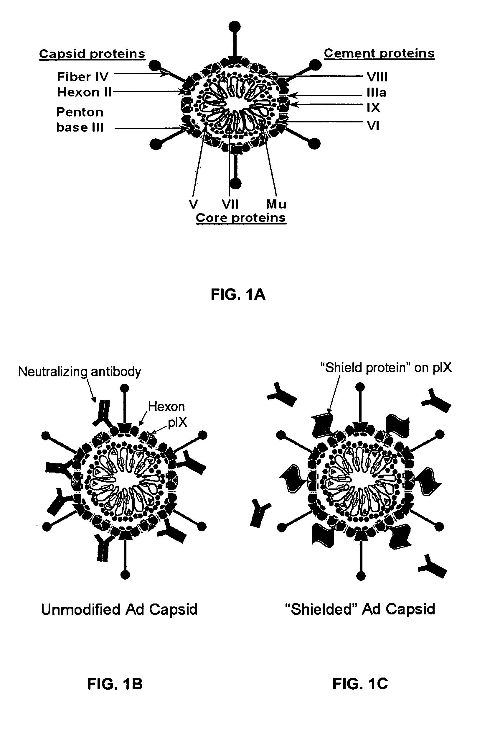 Shielded adenoviral vectors and methods of use