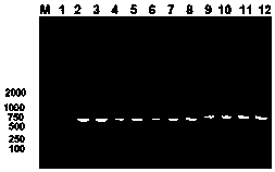 Method for constructing ompA gene-deleted riemrellaanatipestifer CH3 attenuated strain