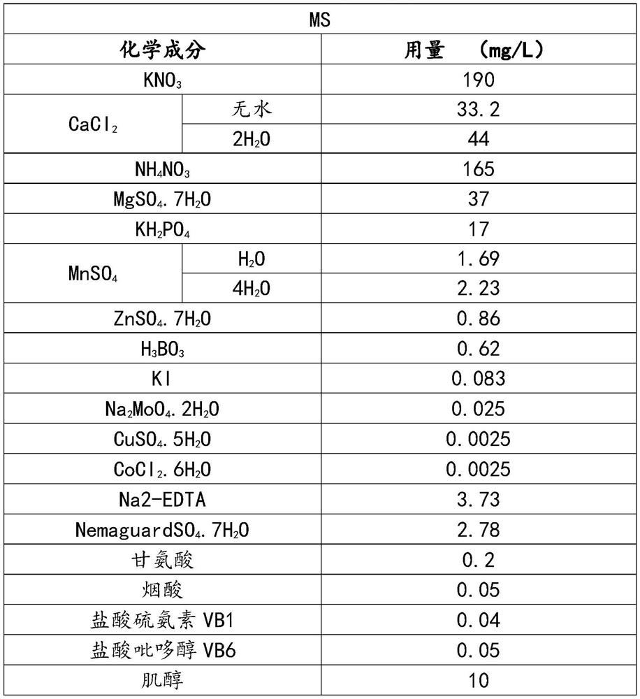 Tissue culture method of alstroemeria