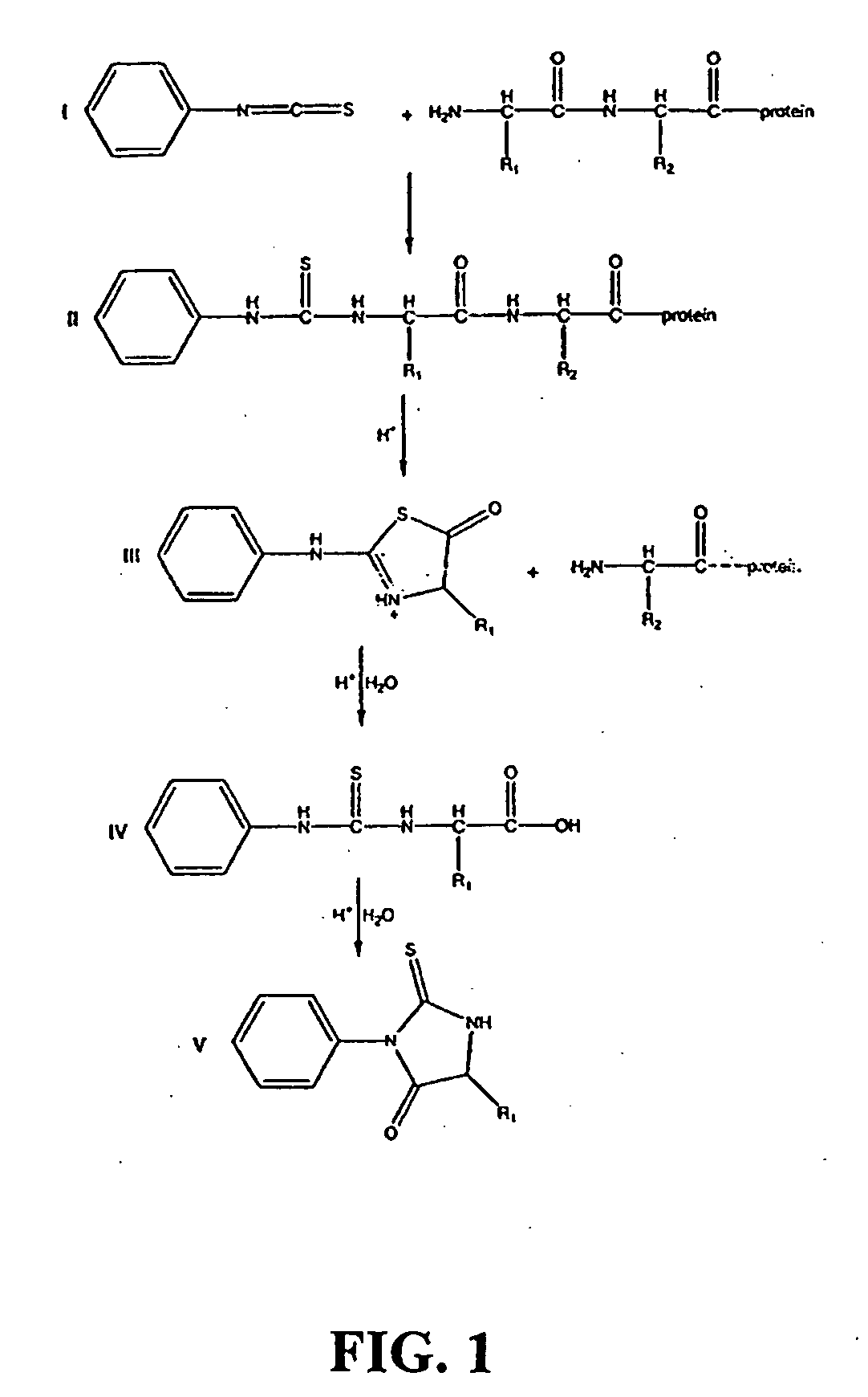 Protein/Peptide Sequencing By Chemical Degradation in the Gas Phase