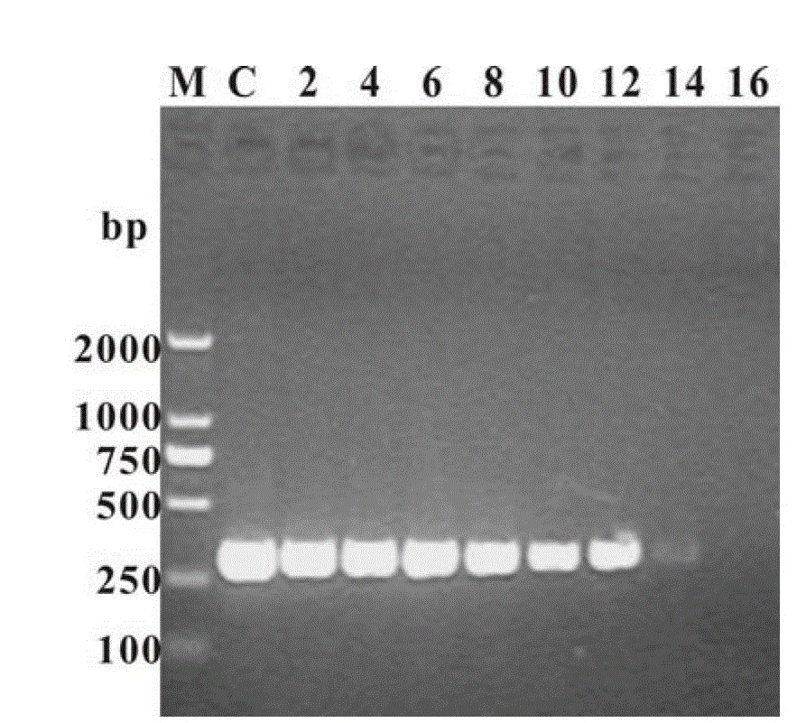 Application of graphene in polymerase chain reaction as reinforcing agent