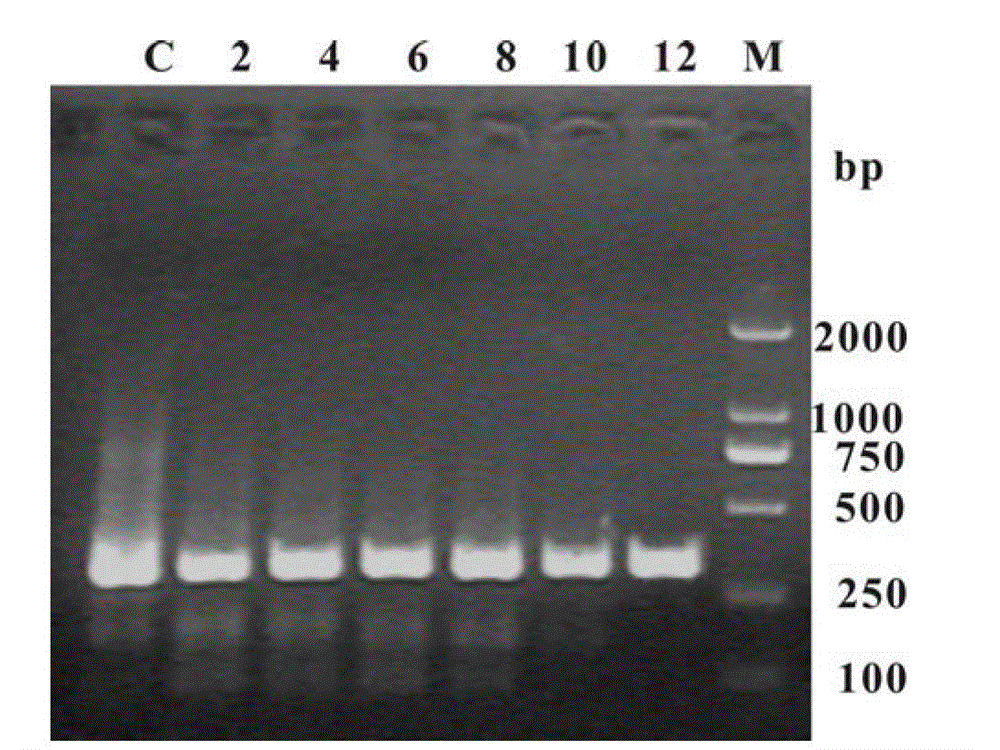 Application of graphene in polymerase chain reaction as reinforcing agent